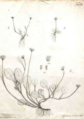 Reproducción/Reproduction 7216343372: Flora Azorica :. Bonnae :Apud A. Marcum,1844.