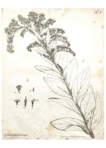 Reproducción/Reproduction 7216344342: Flora Azorica :. Bonnae :Apud A. Marcum,1844.