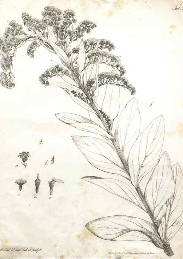 Reproducción/Reproduction 7216344342: Flora Azorica :. Bonnae :Apud A. Marcum,1844.