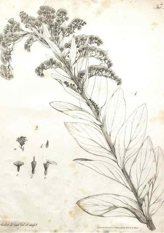 Reproducción/Reproduction 7216344342: Flora Azorica :. Bonnae :Apud A. Marcum,1844.