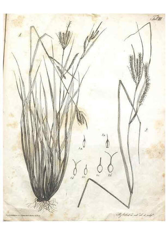 Reproducción/Reproduction 7216330366: Flora Azorica :. Bonnae :Apud A. Marcum,1844.