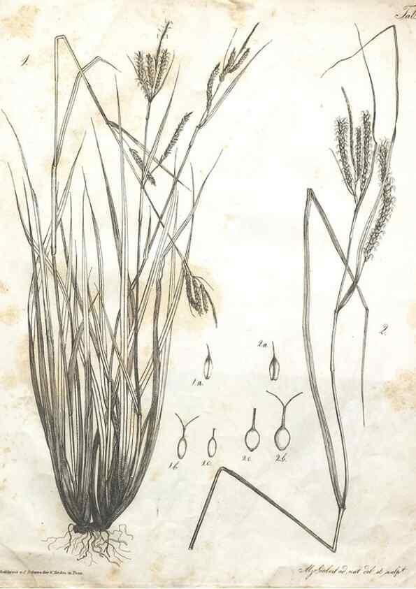 Reproducción/Reproduction 7216330366: Flora Azorica :. Bonnae :Apud A. Marcum,1844.