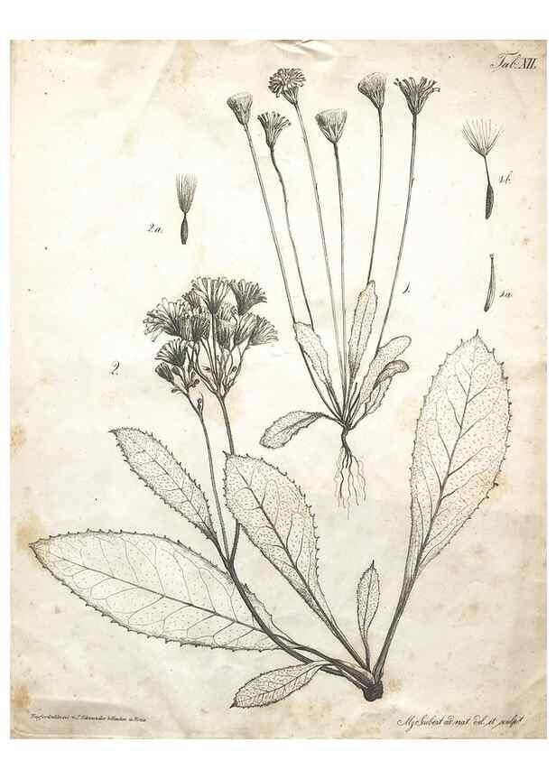 Reproducción/Reproduction 7216347234: Flora Azorica :. Bonnae :Apud A. Marcum,1844.