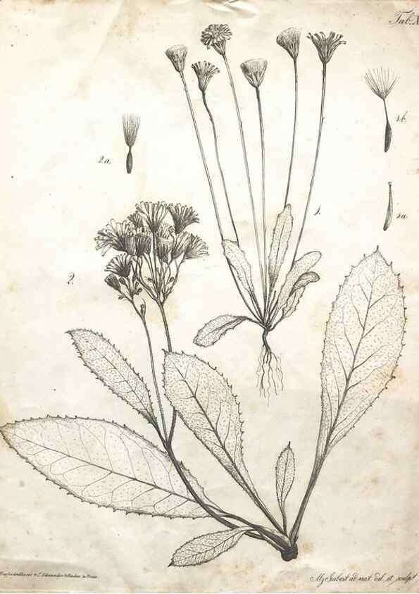 Reproducción/Reproduction 7216347234: Flora Azorica :. Bonnae :Apud A. Marcum,1844.