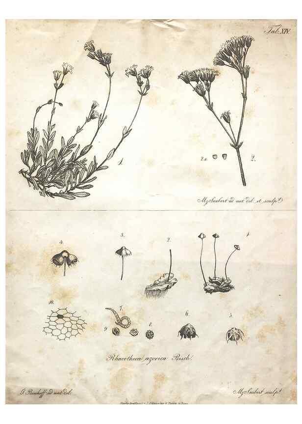 Reproducción/Reproduction 7216350216: Flora Azorica :. Bonnae :Apud A. Marcum,1844.