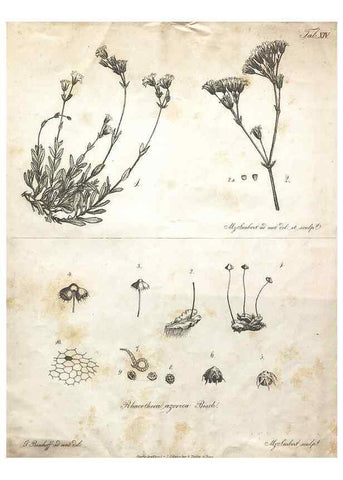 Reproducción/Reproduction 7216350216: Flora Azorica :. Bonnae :Apud A. Marcum,1844.