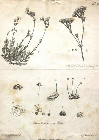 Reproducción/Reproduction 7216350216: Flora Azorica :. Bonnae :Apud A. Marcum,1844.