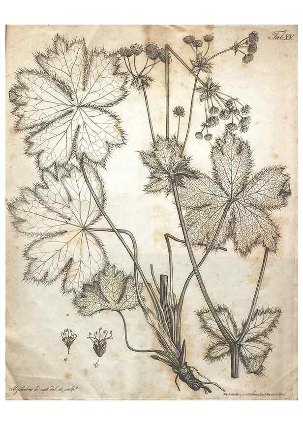 Reproducción/Reproduction 7216351716: Flora Azorica :. Bonnae :Apud A. Marcum,1844.