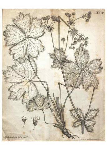 Reproducción/Reproduction 7216351716: Flora Azorica :. Bonnae :Apud A. Marcum,1844.