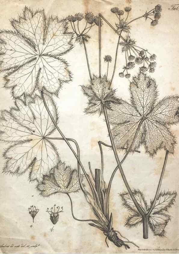 Reproducción/Reproduction 7216351716: Flora Azorica :. Bonnae :Apud A. Marcum,1844.