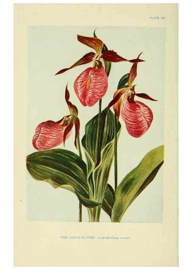 Reproducción/Reproduction 7248301888: How to know the wild flowers :. New York :Scribner's,1893.