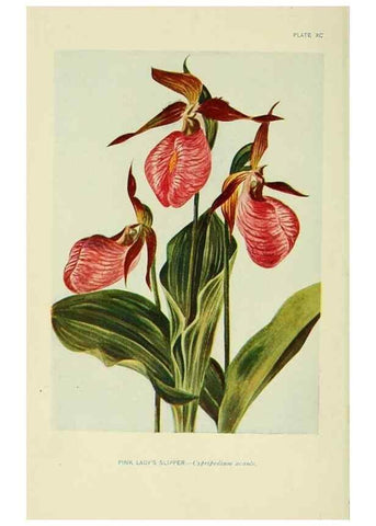 Reproducción/Reproduction 7248301888: How to know the wild flowers :. New York :Scribner's,1893.