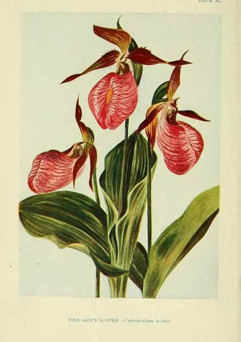 Reproducción/Reproduction 7248301888: How to know the wild flowers :. New York :Scribner's,1893.