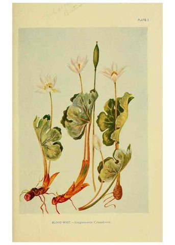Reproducción/Reproduction 7248302474: How to know the wild flowers :. New York :Scribner's,1893.