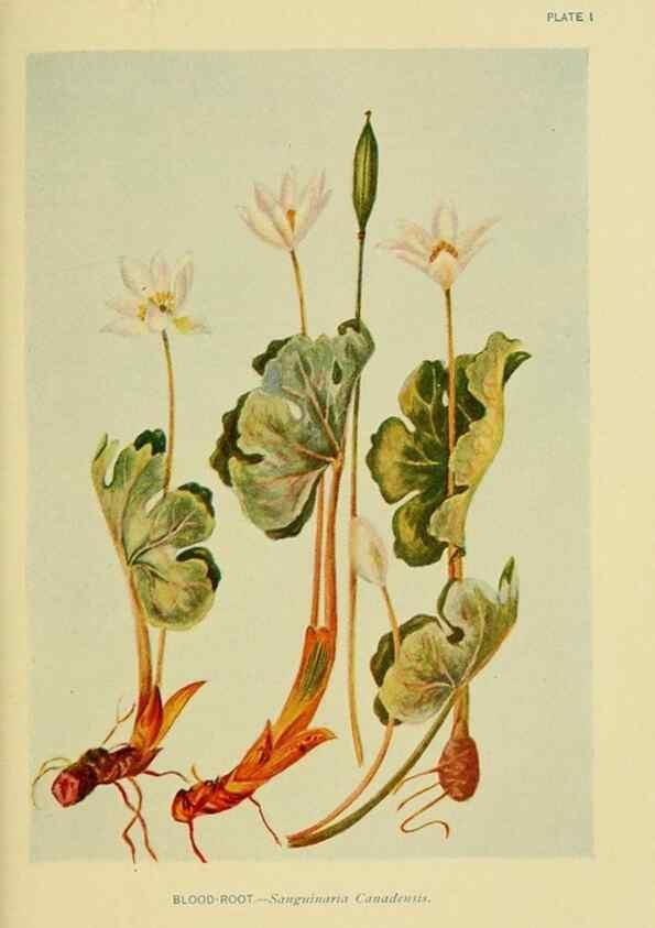 Reproducción/Reproduction 7248302474: How to know the wild flowers :. New York :Scribner's,1893.