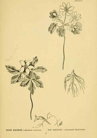 Reproducción/Reproduction 7248302968: How to know the wild flowers :. New York :Scribner's,1893.