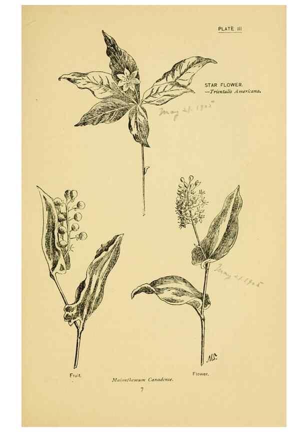 Reproducción/Reproduction 7248303500: How to know the wild flowers :. New York :Scribner's,1893.