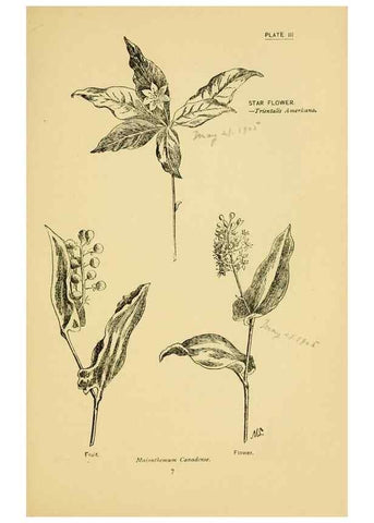 Reproducción/Reproduction 7248303500: How to know the wild flowers :. New York :Scribner's,1893.