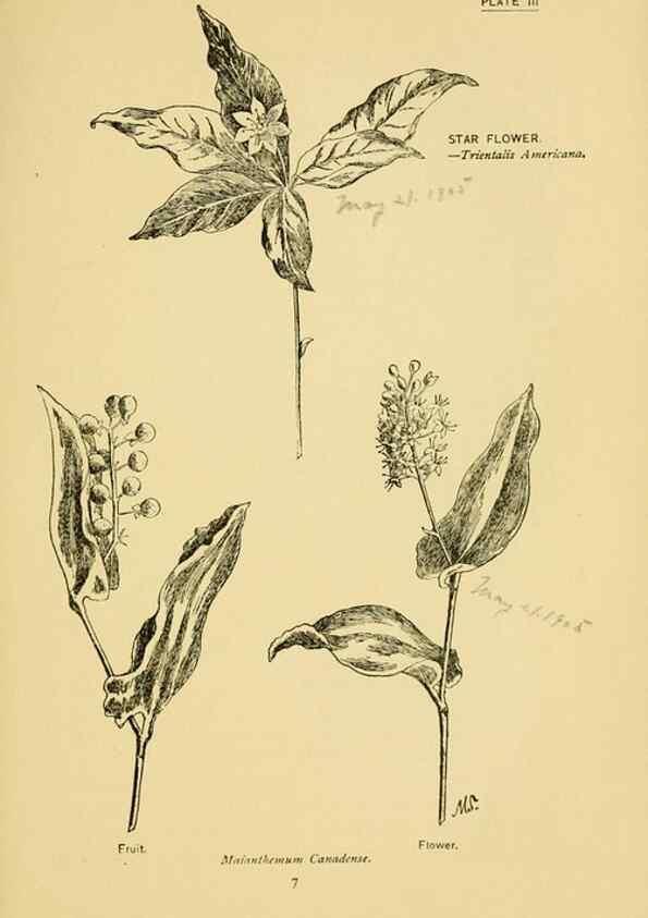 Reproducción/Reproduction 7248303500: How to know the wild flowers :. New York :Scribner's,1893.