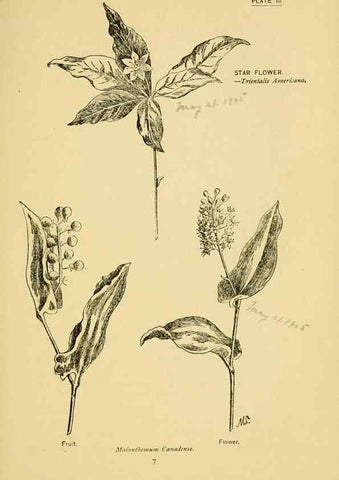 Reproducción/Reproduction 7248303500: How to know the wild flowers :. New York :Scribner's,1893.