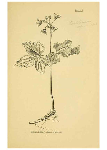 Reproducción/Reproduction 7248304688: How to know the wild flowers :. New York :Scribner's,1893.