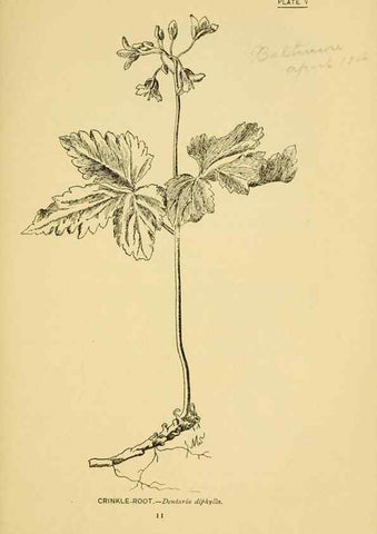 Reproducción/Reproduction 7248304688: How to know the wild flowers :. New York :Scribner's,1893.