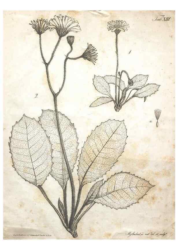 Reproducción/Reproduction 7216348656: Flora Azorica :. Bonnae :Apud A. Marcum,1844.
