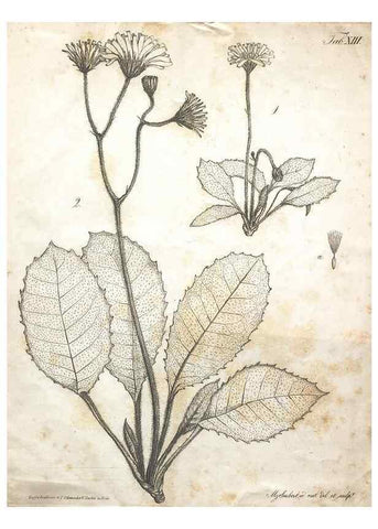 Reproducción/Reproduction 7216348656: Flora Azorica :. Bonnae :Apud A. Marcum,1844.