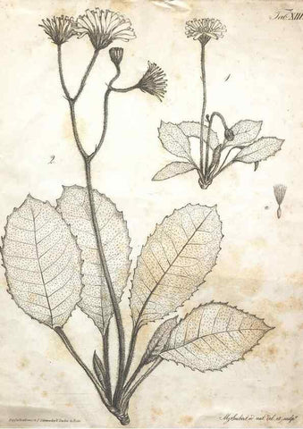 Reproducción/Reproduction 7216348656: Flora Azorica :. Bonnae :Apud A. Marcum,1844.