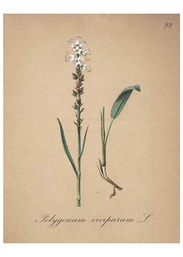 Reproducción/Reproduction 7216045178: Die Alpenpflanzen nach der Natur gemalt /. Prag :F. Tempsky,1879-1884.