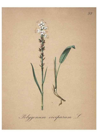 Reproducción/Reproduction 7216045178: Die Alpenpflanzen nach der Natur gemalt /. Prag :F. Tempsky,1879-1884.
