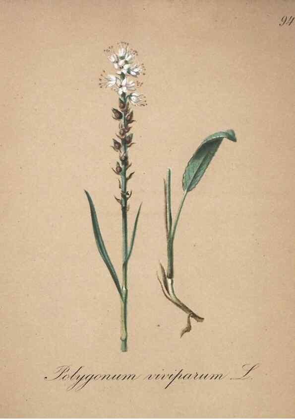 Reproducción/Reproduction 7216045178: Die Alpenpflanzen nach der Natur gemalt /. Prag :F. Tempsky,1879-1884.