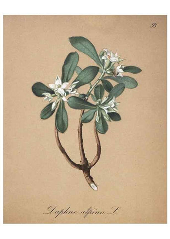 Reproducción/Reproduction 7216043738: Die Alpenpflanzen nach der Natur gemalt /. Prag :F. Tempsky,1879-1884.