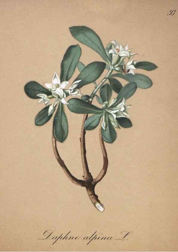Reproducción/Reproduction 7216043738: Die Alpenpflanzen nach der Natur gemalt /. Prag :F. Tempsky,1879-1884.