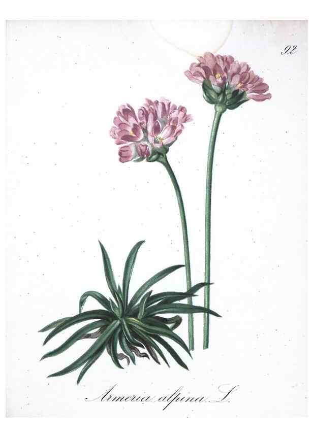 Reproducción/Reproduction 7216042356: Die Alpenpflanzen nach der Natur gemalt /. Prag :F. Tempsky,1879-1884.