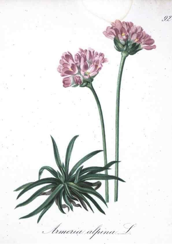 Reproducción/Reproduction 7216042356: Die Alpenpflanzen nach der Natur gemalt /. Prag :F. Tempsky,1879-1884.