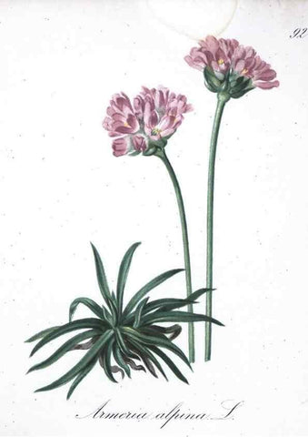 Reproducción/Reproduction 7216042356: Die Alpenpflanzen nach der Natur gemalt /. Prag :F. Tempsky,1879-1884.
