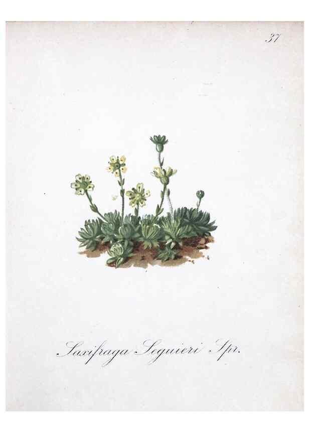 Reproducción/Reproduction 7215970896: Die Alpenpflanzen nach der Natur gemalt /. Prag :F. Tempsky,1879-1884.