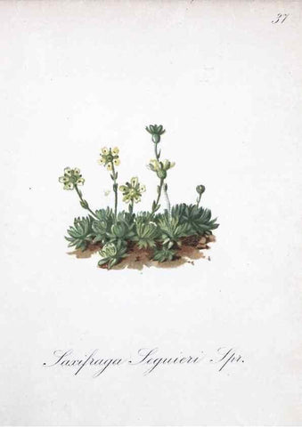 Reproducción/Reproduction 7215970896: Die Alpenpflanzen nach der Natur gemalt /. Prag :F. Tempsky,1879-1884.