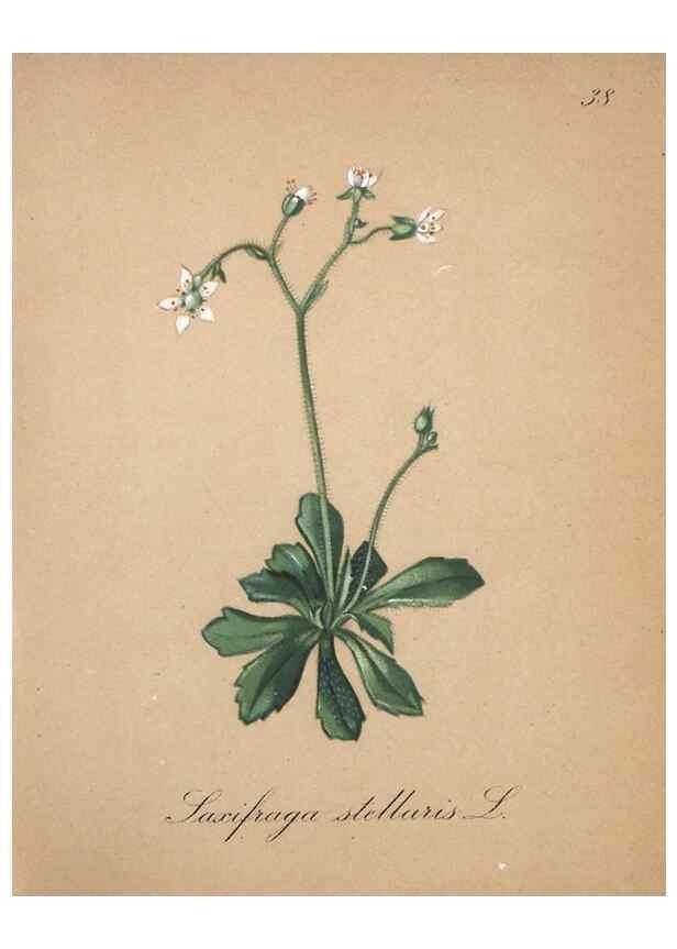 Reproducción/Reproduction 7215971962: Die Alpenpflanzen nach der Natur gemalt /. Prag :F. Tempsky,1879-1884.