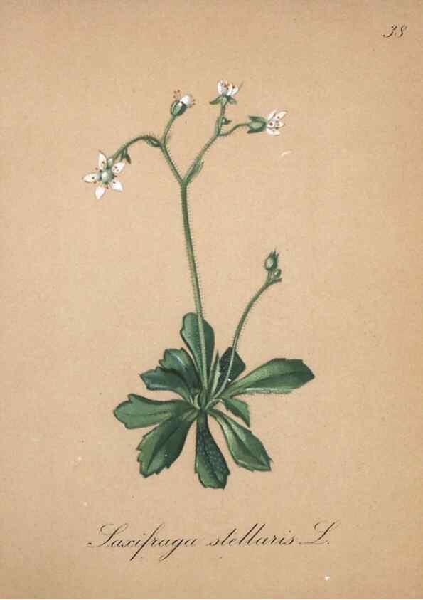 Reproducción/Reproduction 7215971962: Die Alpenpflanzen nach der Natur gemalt /. Prag :F. Tempsky,1879-1884.