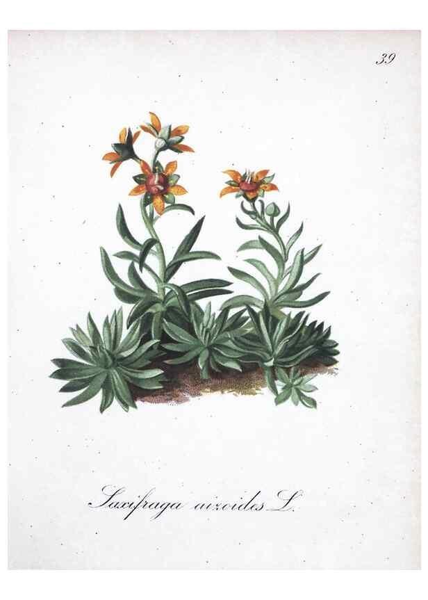 Reproducción/Reproduction 7215972976: Die Alpenpflanzen nach der Natur gemalt /. Prag :F. Tempsky,1879-1884.