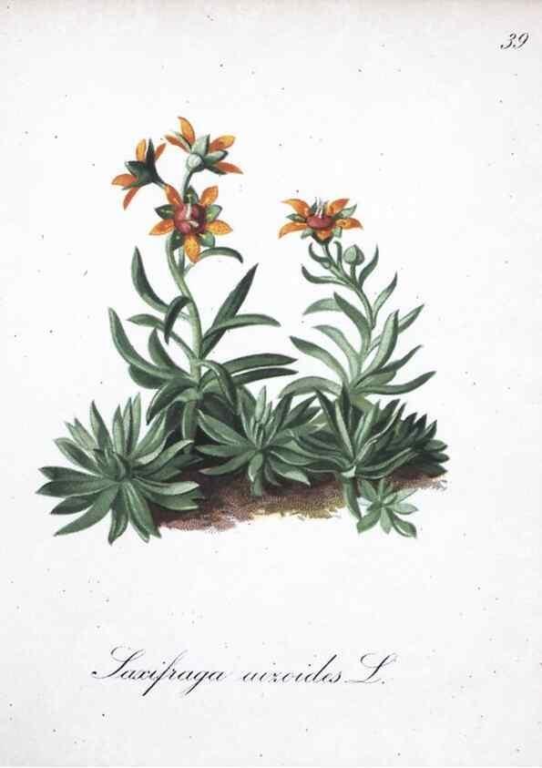 Reproducción/Reproduction 7215972976: Die Alpenpflanzen nach der Natur gemalt /. Prag :F. Tempsky,1879-1884.