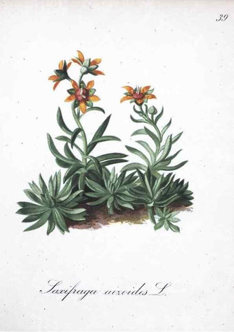 Reproducción/Reproduction 7215972976: Die Alpenpflanzen nach der Natur gemalt /. Prag :F. Tempsky,1879-1884.