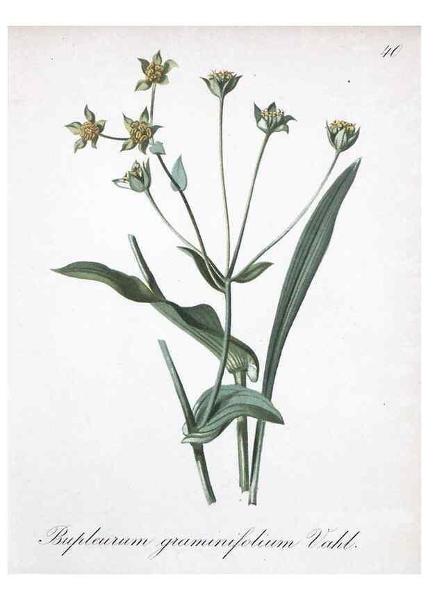 Reproducción/Reproduction 7215974440: Die Alpenpflanzen nach der Natur gemalt /. Prag :F. Tempsky,1879-1884.