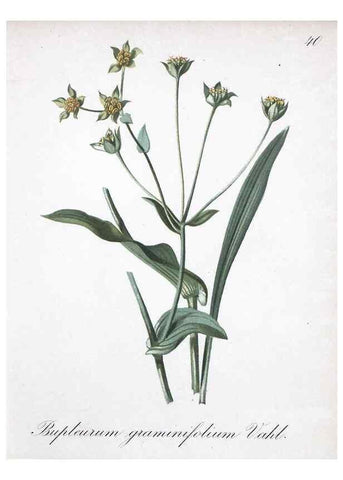 Reproducción/Reproduction 7215974440: Die Alpenpflanzen nach der Natur gemalt /. Prag :F. Tempsky,1879-1884.