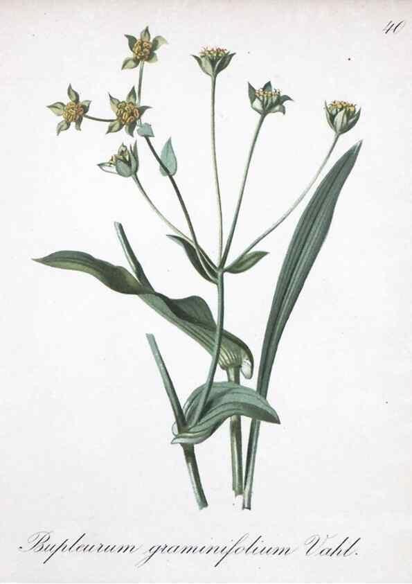 Reproducción/Reproduction 7215974440: Die Alpenpflanzen nach der Natur gemalt /. Prag :F. Tempsky,1879-1884.