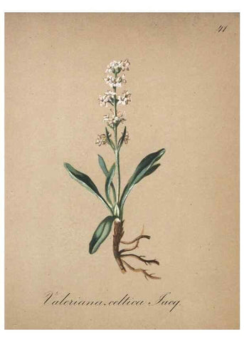 Reproducción/Reproduction 7215975934: Die Alpenpflanzen nach der Natur gemalt /. Prag :F. Tempsky,1879-1884.