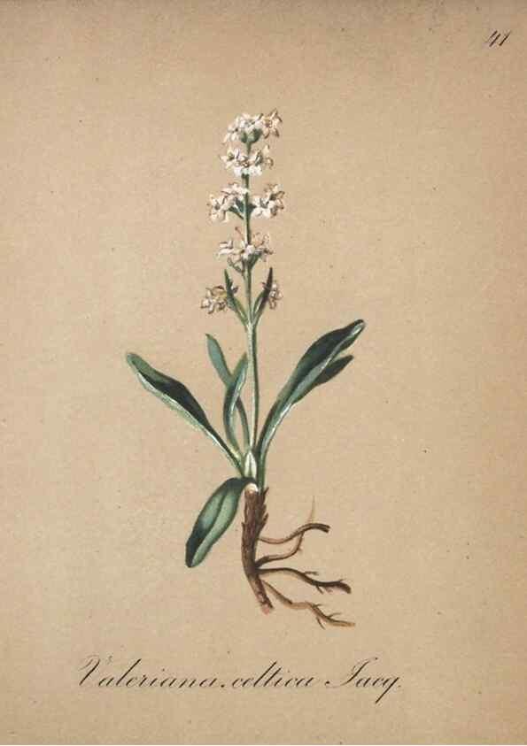 Reproducción/Reproduction 7215975934: Die Alpenpflanzen nach der Natur gemalt /. Prag :F. Tempsky,1879-1884.