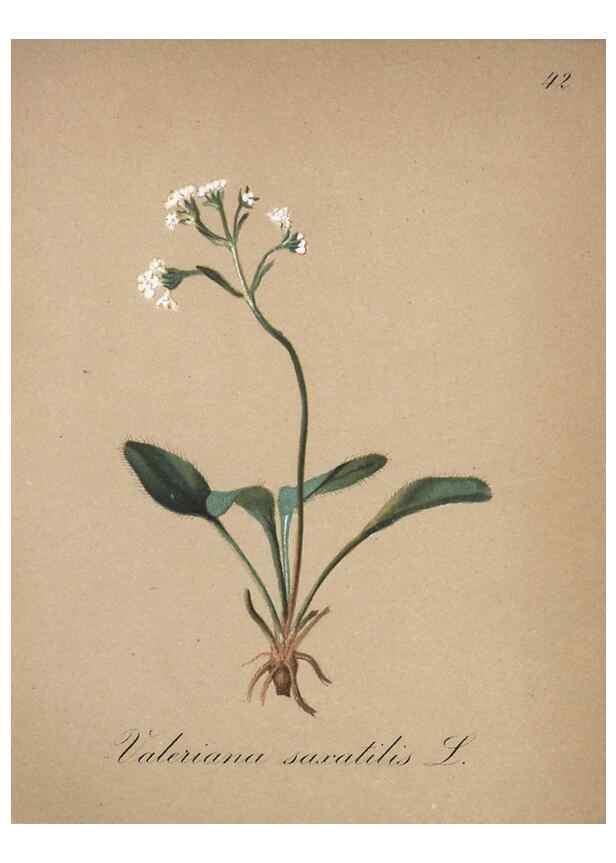 Reproducción/Reproduction 7215977342: Die Alpenpflanzen nach der Natur gemalt /. Prag :F. Tempsky,1879-1884.